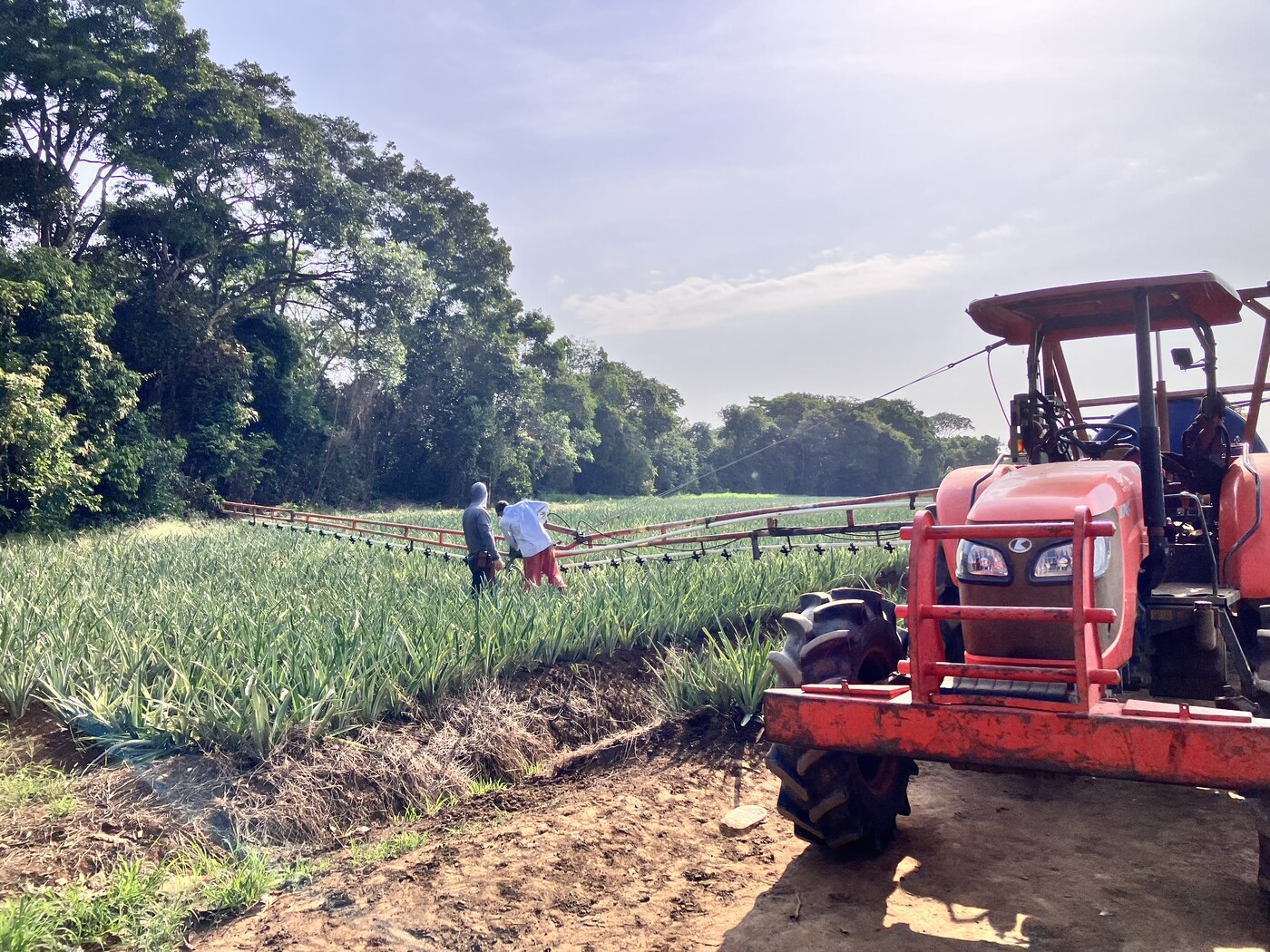 Cultivo de piña San Martín Meta