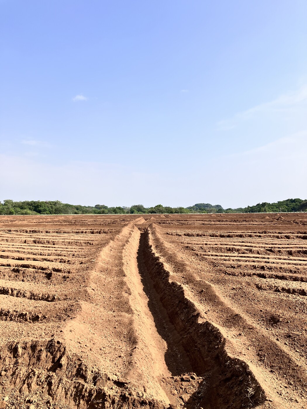Campo preparado para el cultivo