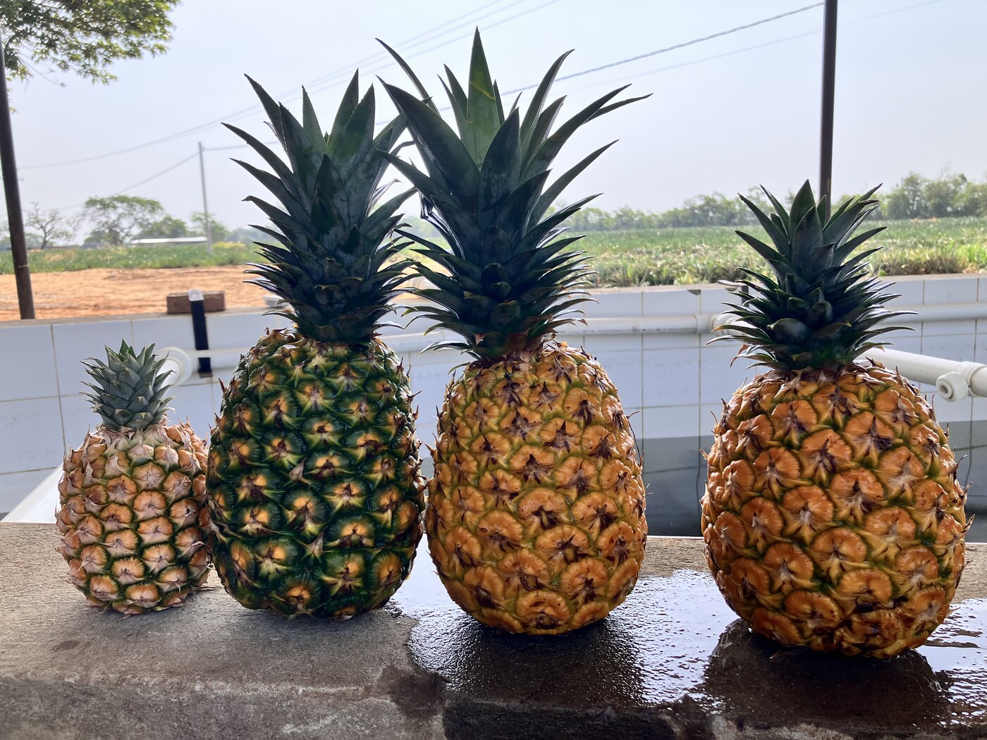 Piñas del cultivo Piña 4.0