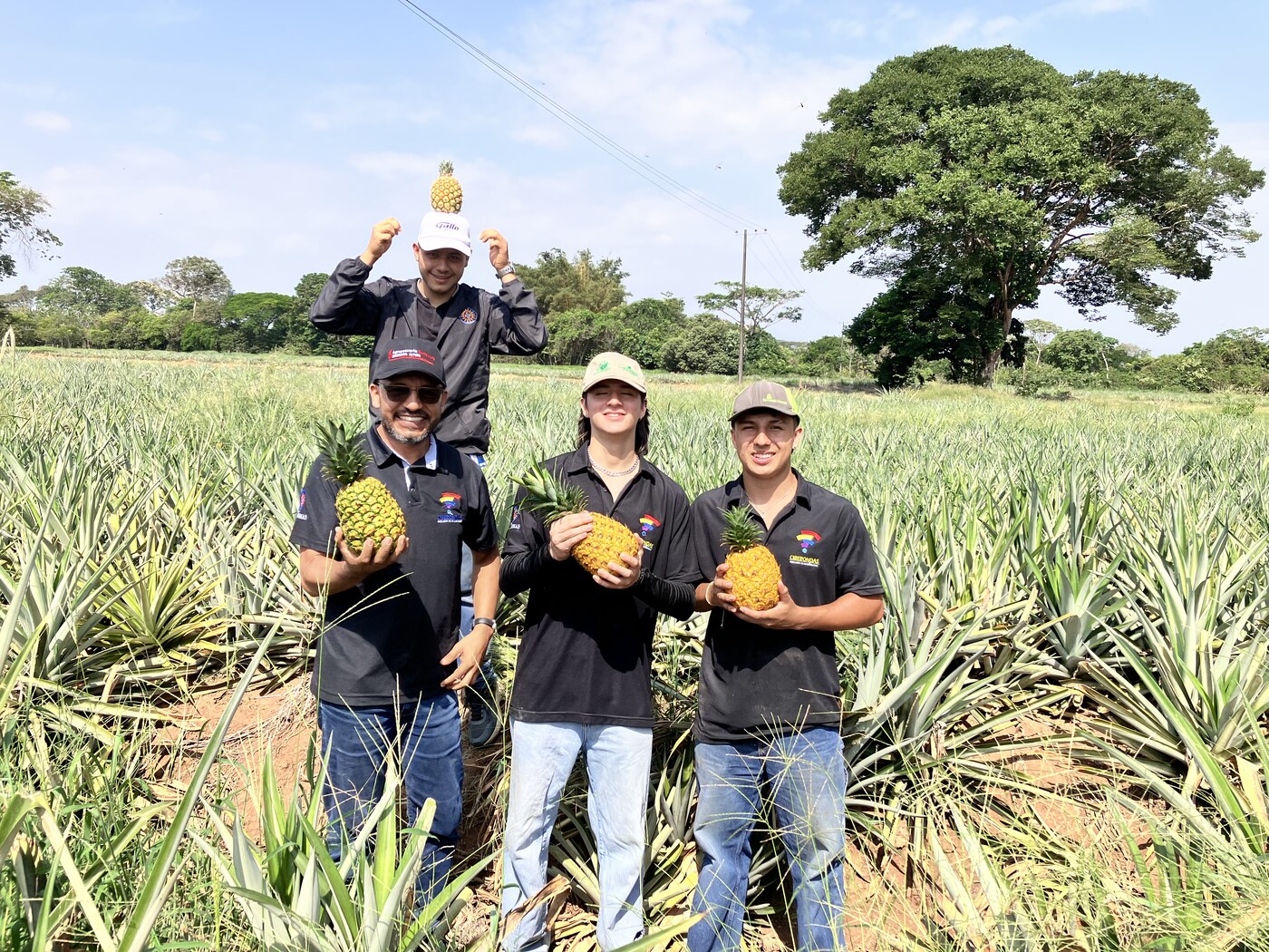 Equipo con piñas del cultivo