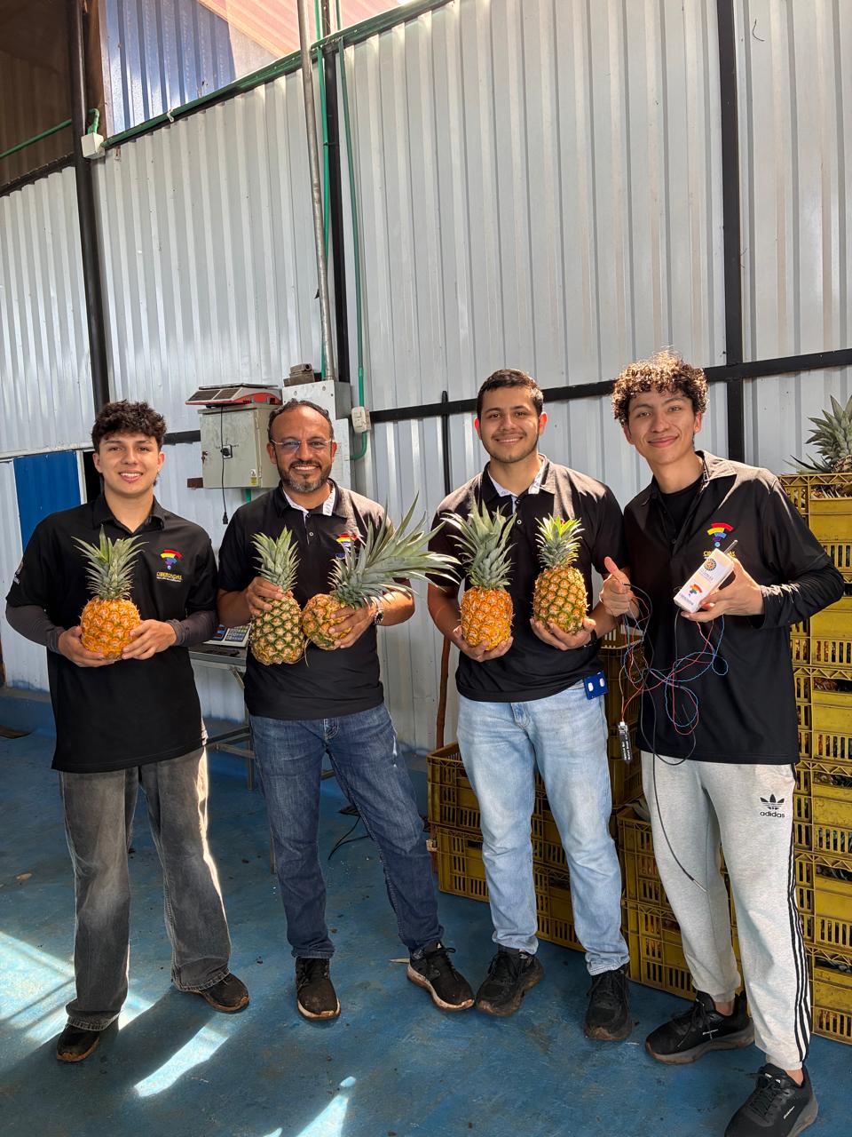 Equipo con piñas del cultivo